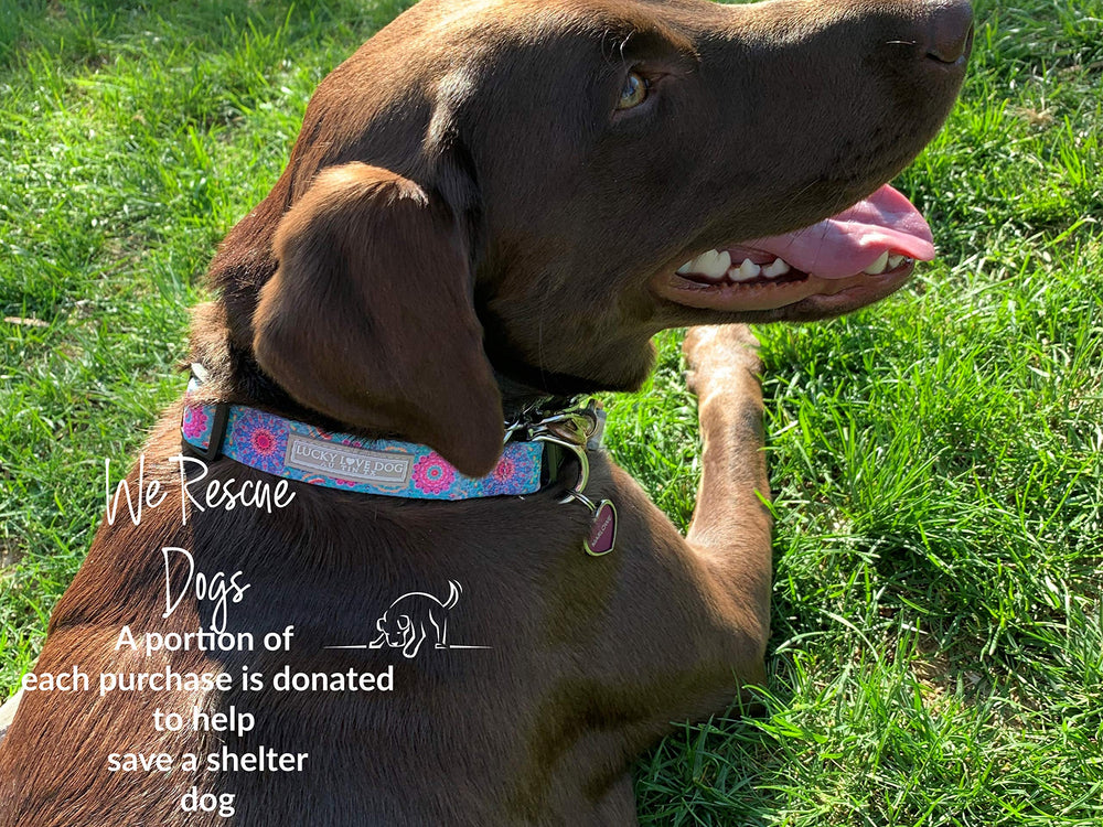 Lucky Love Dog matching leash with pink turquoise theme for coordinated outings.