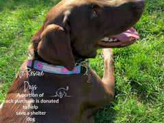 Lucky Love Dog matching leash with pink turquoise theme for coordinated outings.