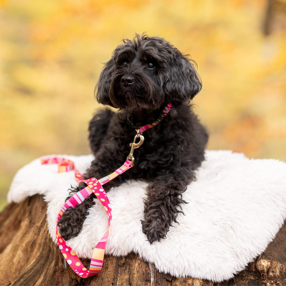 Lucky Love Dog Molly Combo size guide helps you choose the correct collar size.