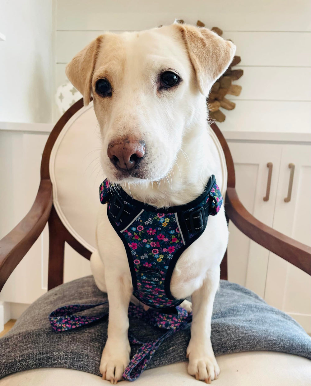 Lucky Love Dog no pull harness primrose four-point adjustable fit