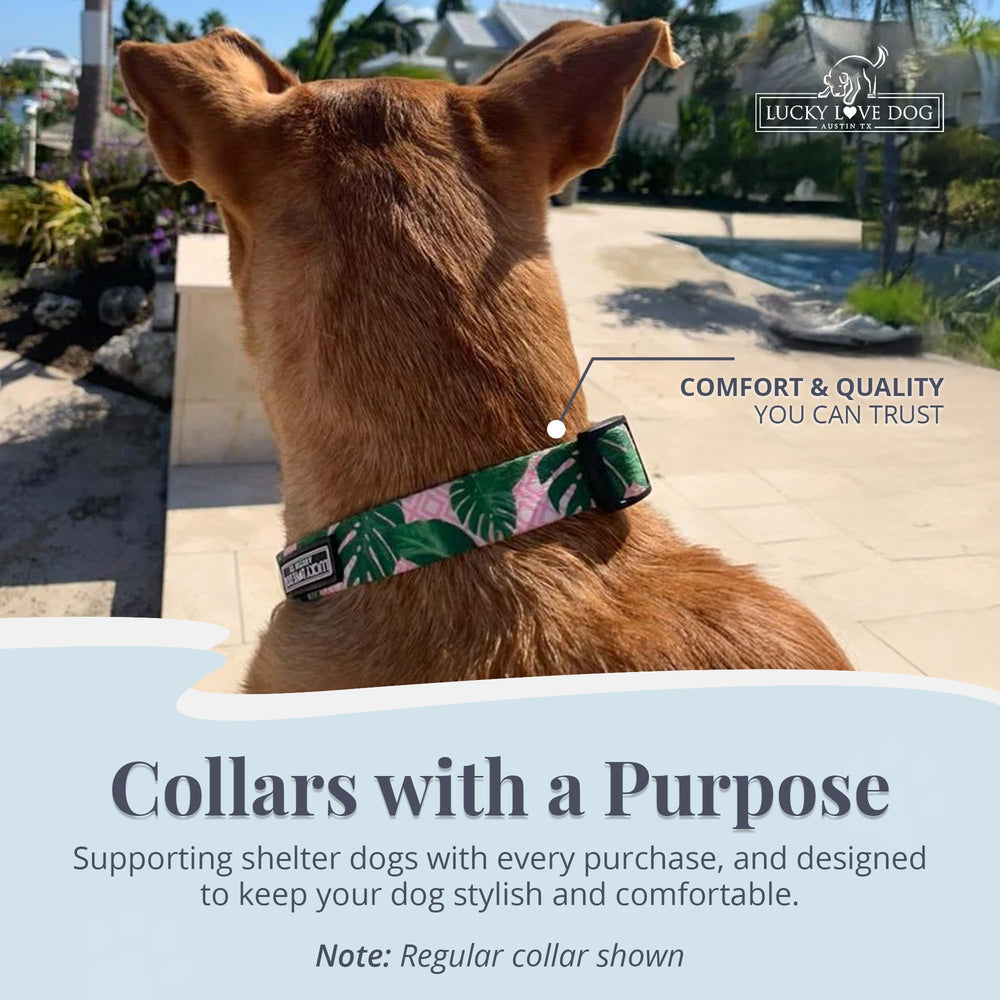 Lucky Love Dog martingale collar provides no-slip control for safer walks