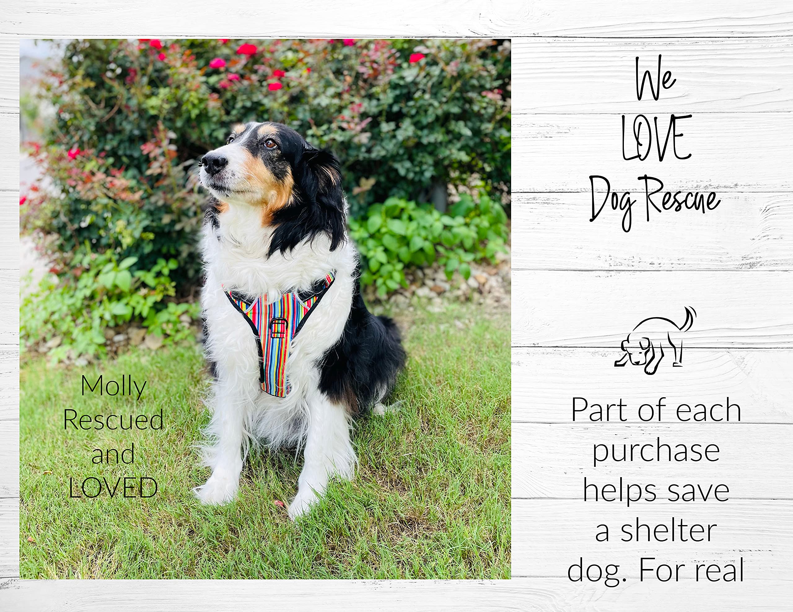 Lucky Love Dog shelter-donation-hero showcasing charitable impact with each purchase