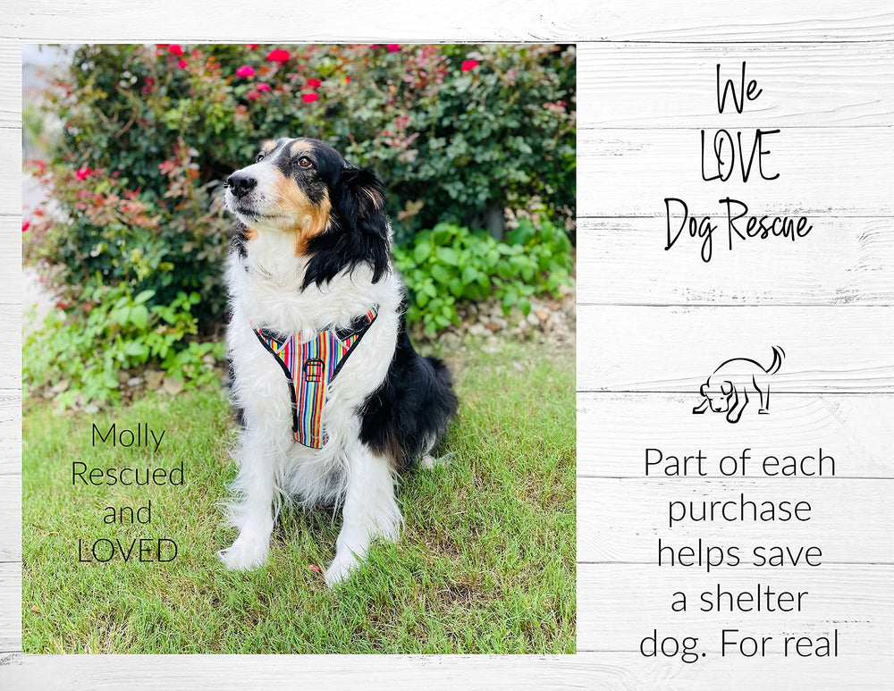 Lucky Love Dog shelter-donation-hero showcasing charitable impact with each purchase