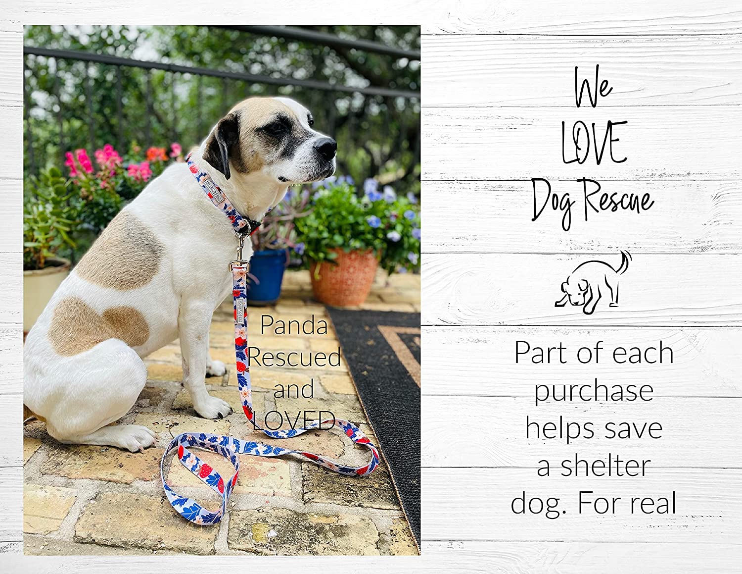 Lucky Love Dog sweet berry collar on dog neck shows secure easy click buckle