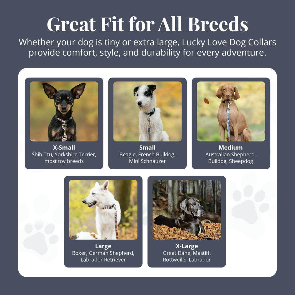 Lucky Love Dog wide collar adjustable buckle demonstrates secure fit for active dogs.