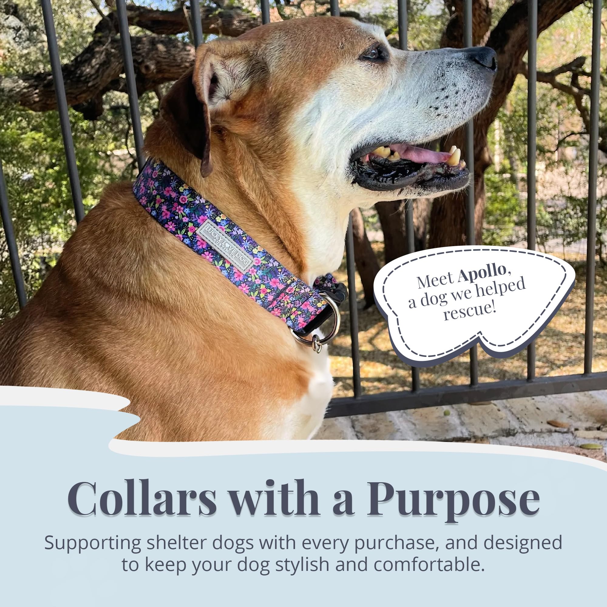 Lucky Love Dog wide collar Primrose worn during an outdoor walk for reliable control.