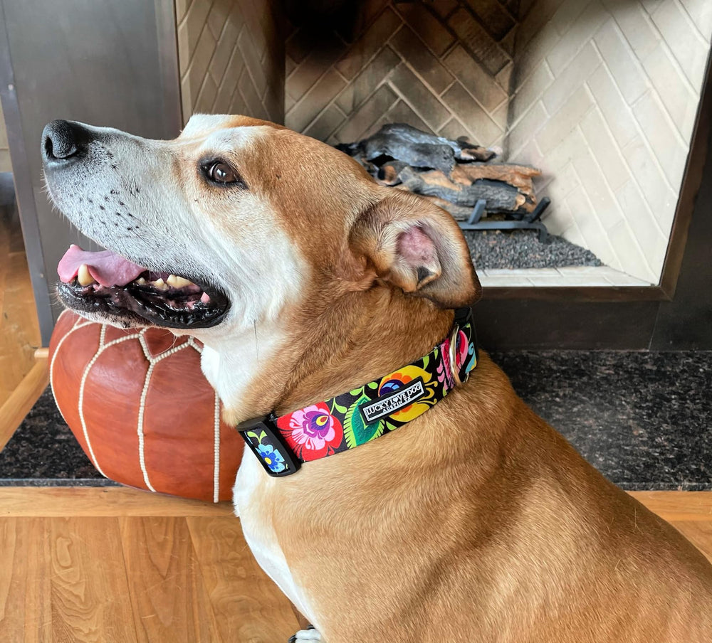 Lucky Love Dog wide collar Blackbird pattern adds vibrant style to any outing.
