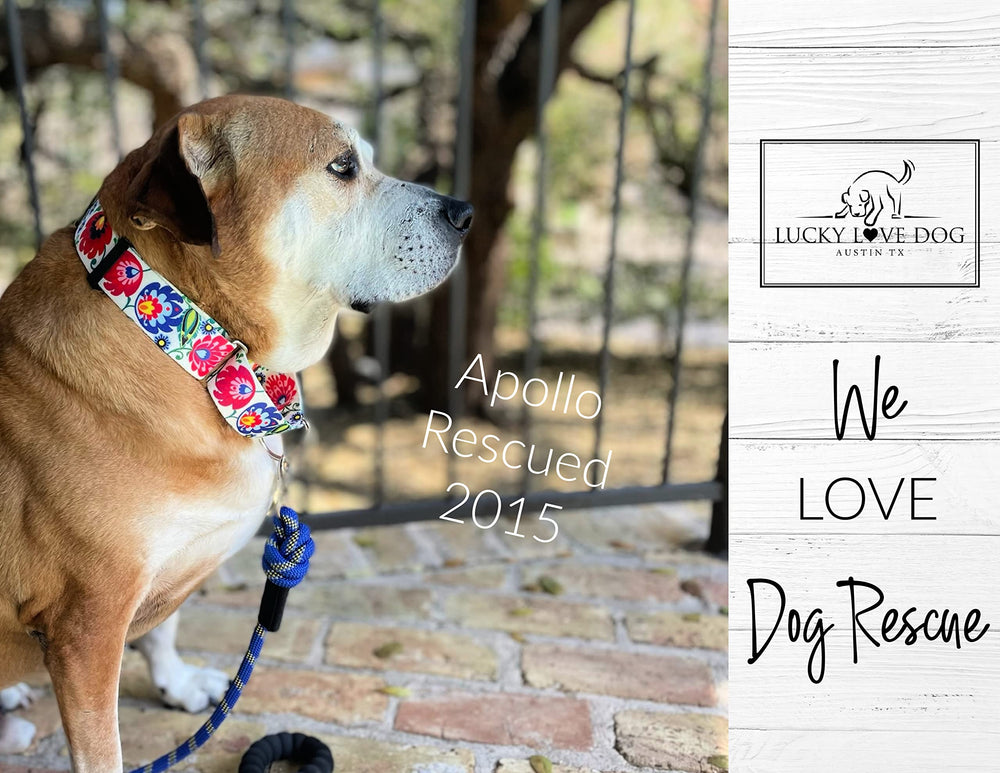 Lucky Love Dog martingale collar in action during leash training session.