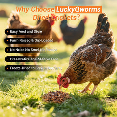 LuckyQworms dried crickets bag-standup demonstrates easy pouring and storage