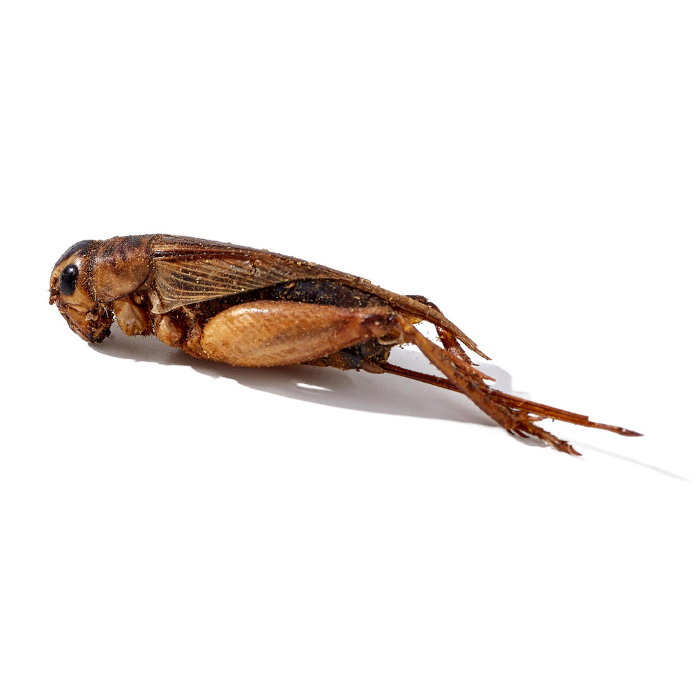 LuckyQworms dried crickets freeze-dried texture showcases flavor preservation