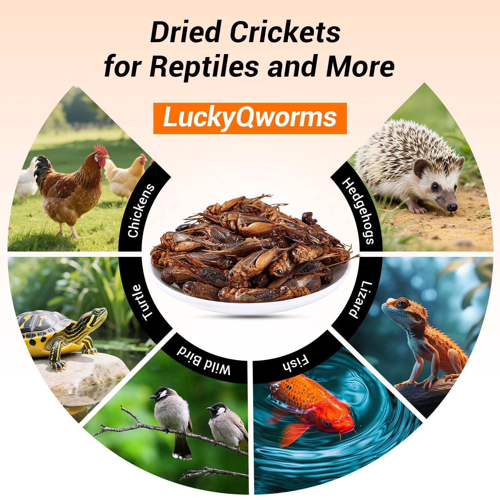 LuckyQworms dried crickets rehydrated shot helps feed picky eaters