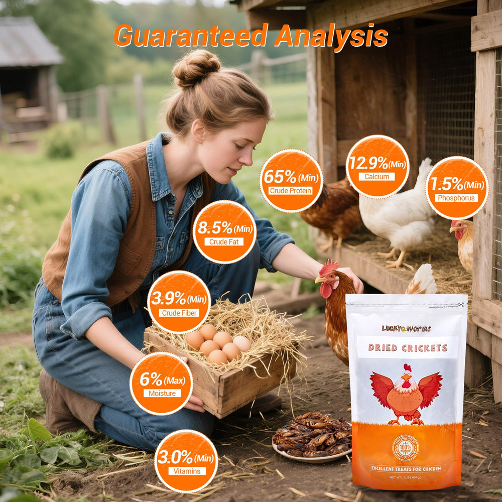 LuckyQworms dried crickets serving-dry shows ready-to-feed convenience for busy owners