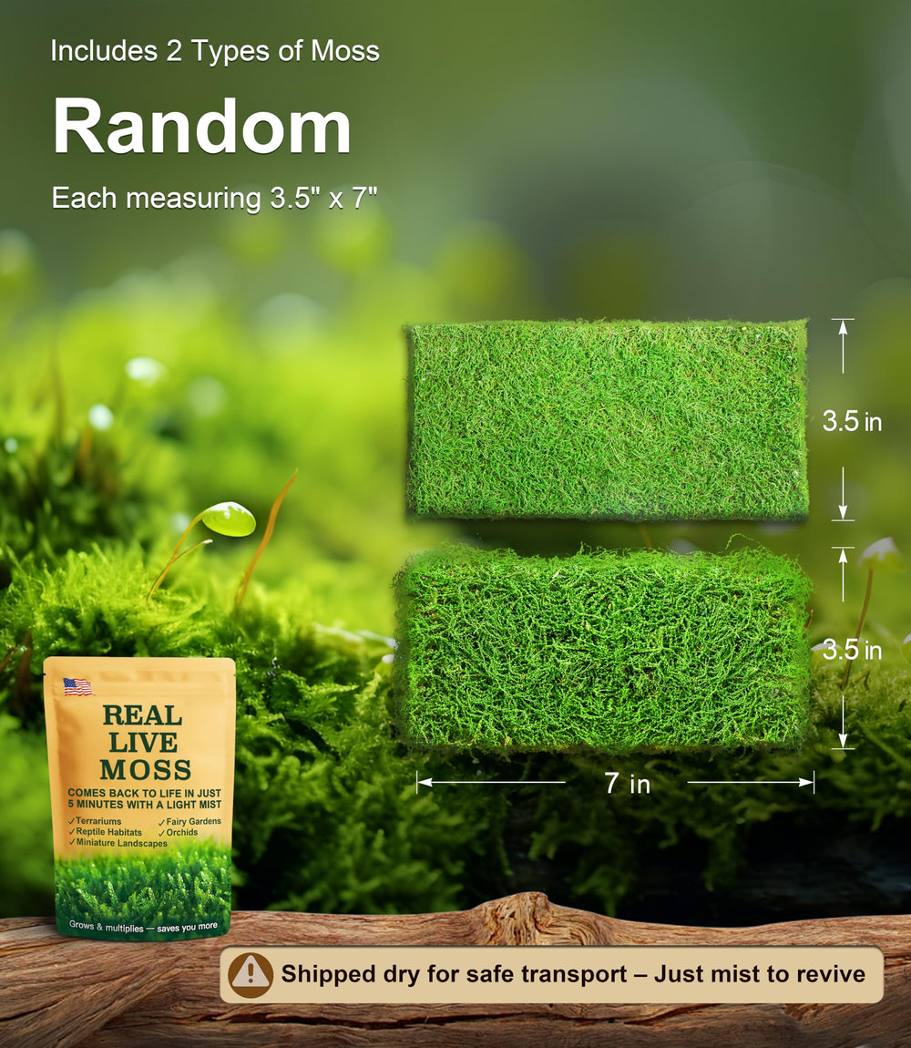 LUCKYRUNES moss dry-shipped for safe transit, rehydrating quickly after misting