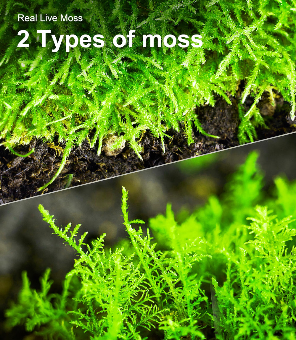 LUCKYRUNES lightweight flat packaging keeps moss fresh during delivery