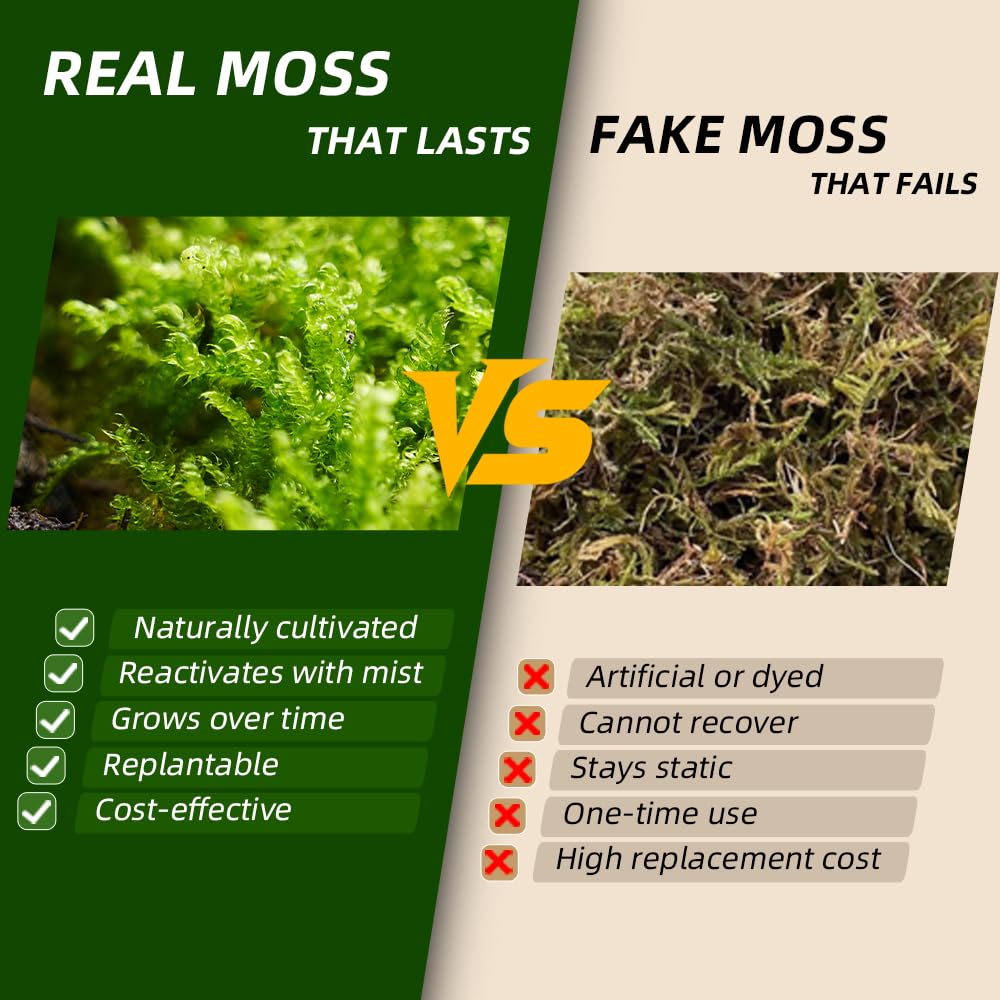 LUCKYRUNES live moss grows over time with proper humidity and light