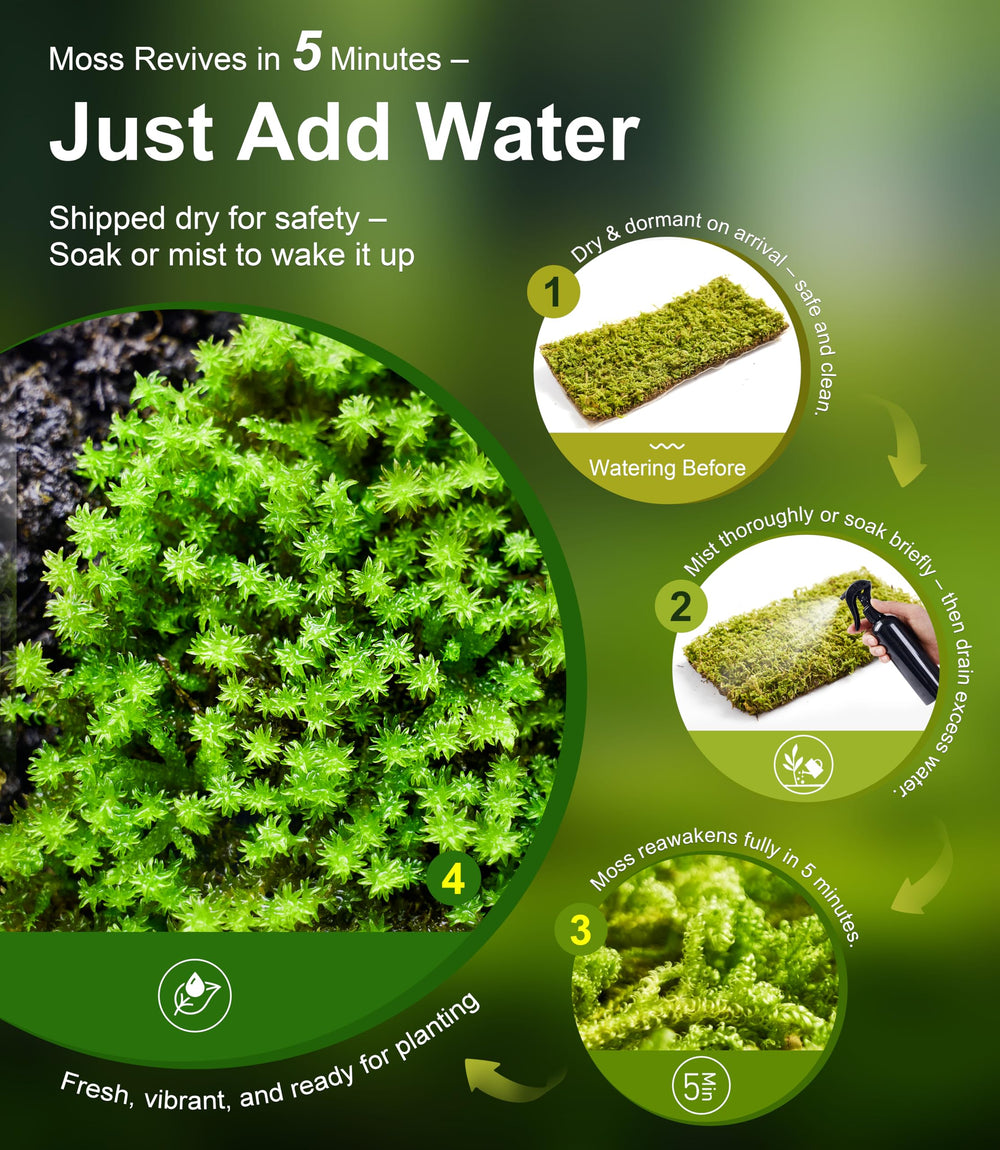 LUCKYRUNES humidity-stability moss helps maintain microclimates for reptiles and amphibians