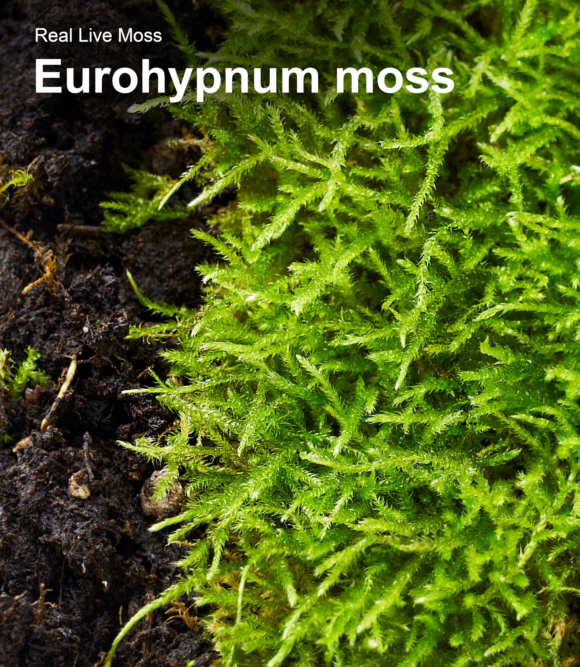 LUCKYRUNES moss prep after misting restores softness and vibrancy