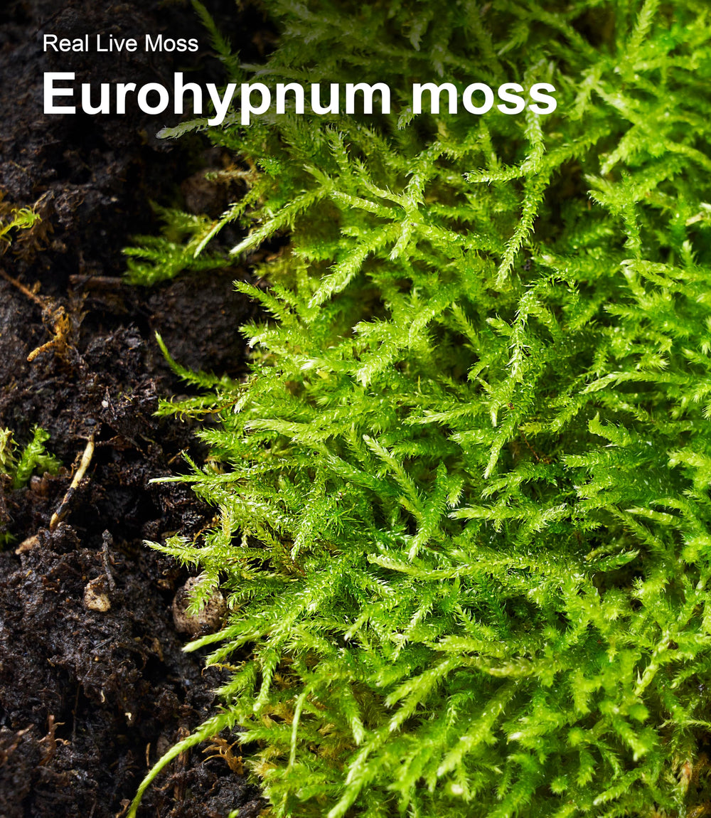 LUCKYRUNES moss prep after misting restores softness and vibrancy