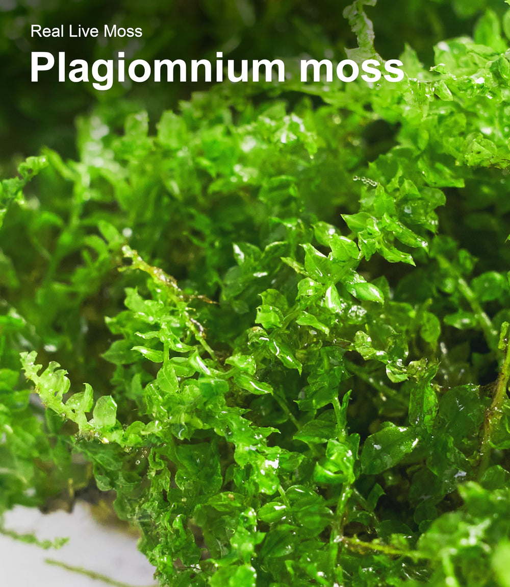 LUCKYRUNES reptile habitat setup moss supports moisture and microhabitats