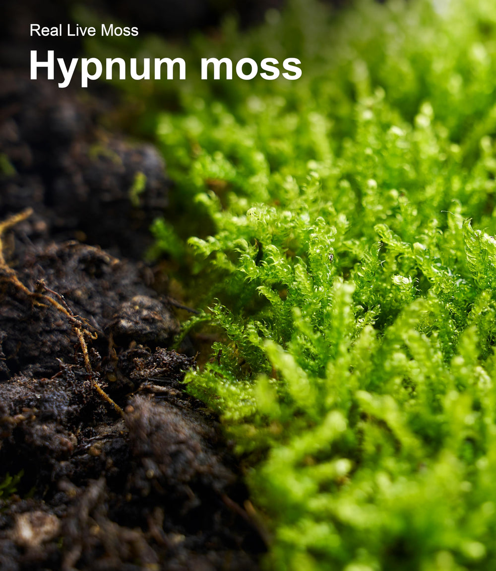 LUCKYRUNES terrarium decor moss adds natural texture and color