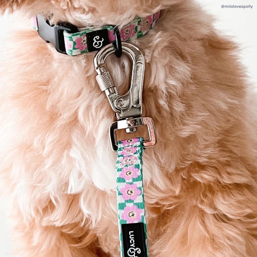 Lucy & Co collar with durable metal buckle for secure easy-on, easy-off