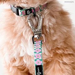 Lucy & Co collar with durable metal buckle for secure easy-on, easy-off