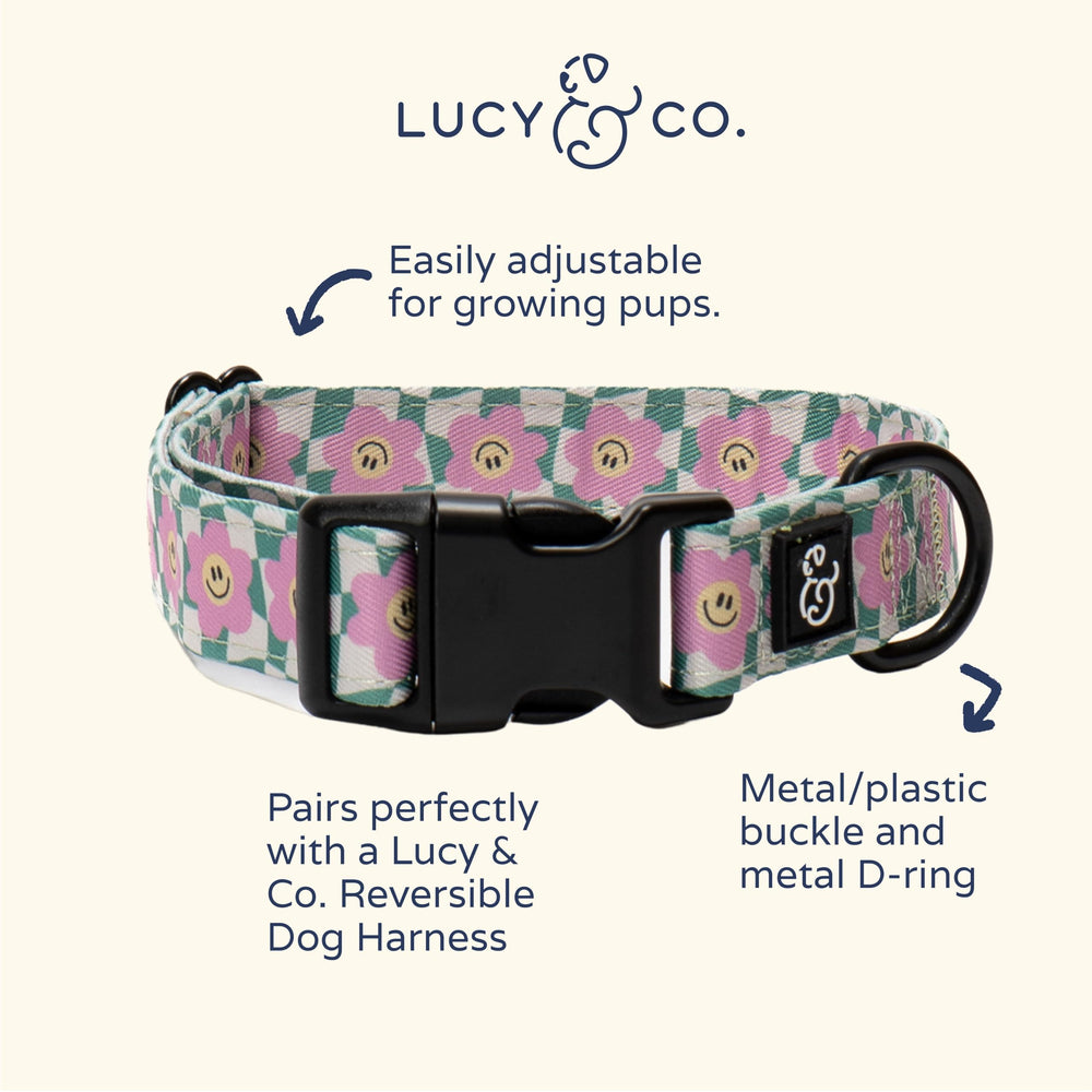 Lucy & Co dog collar worn during a walk showcasing style and comfort