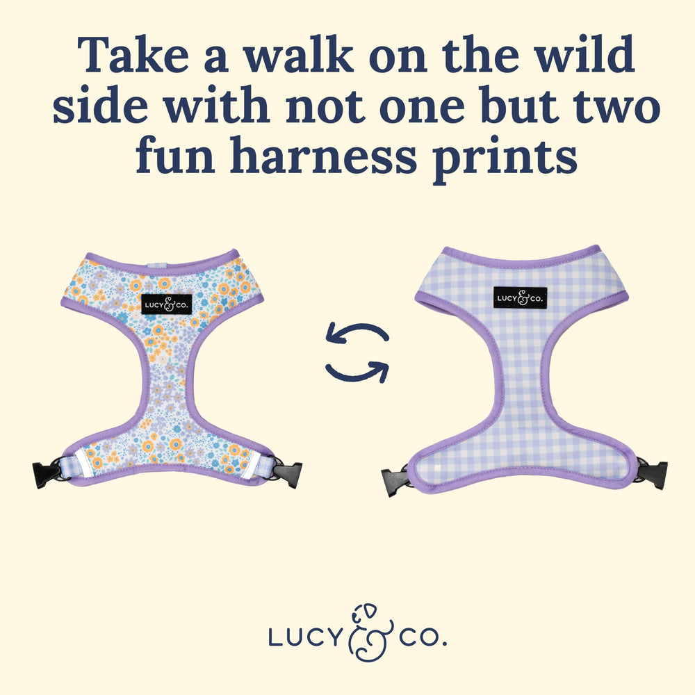 Lucy & Co adjustable chest strap harness on a dog during a walk