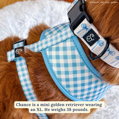 Lucy & Co. padded chest detail on harness for comfortable daily walks.