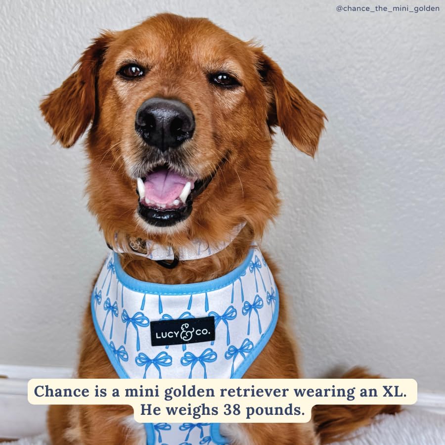 Lucy & Co. reversible dog harness reverse side shows second coordinating color for versatile looks.