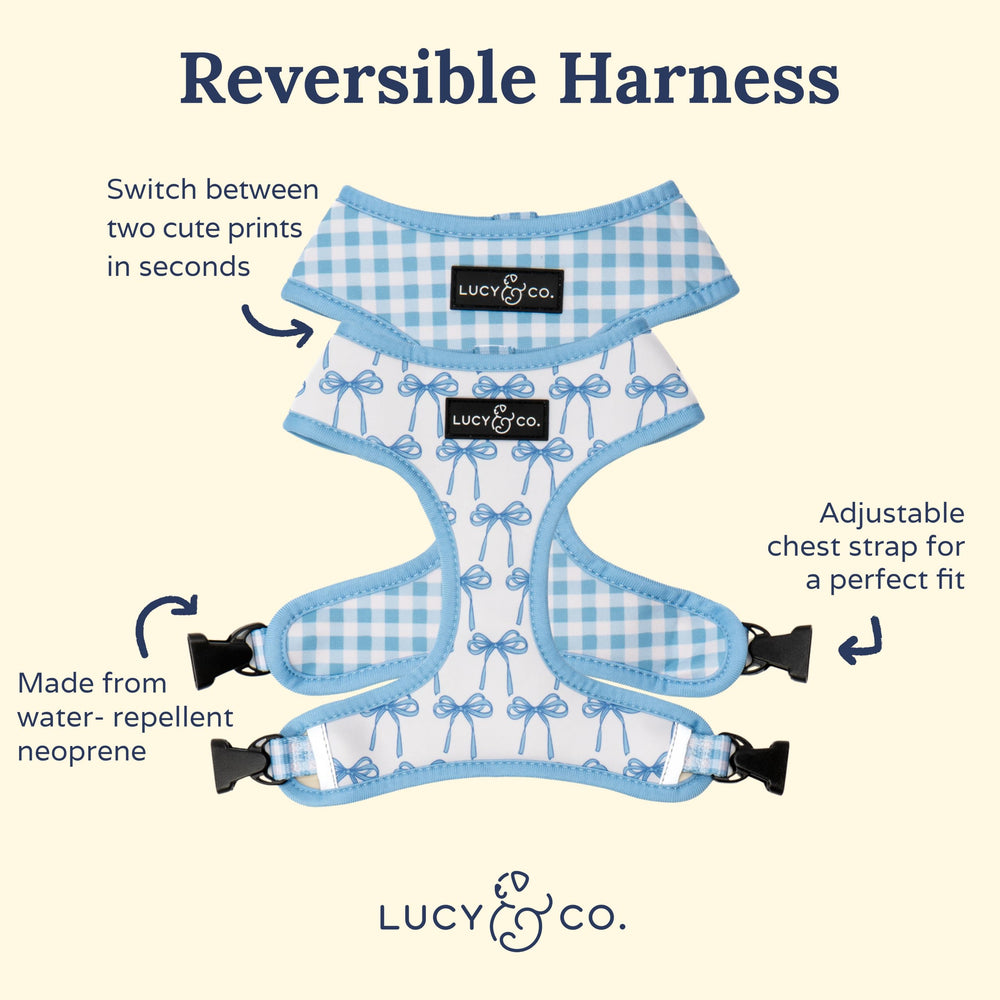 Lucy & Co. harness worn by dog during park stroll.