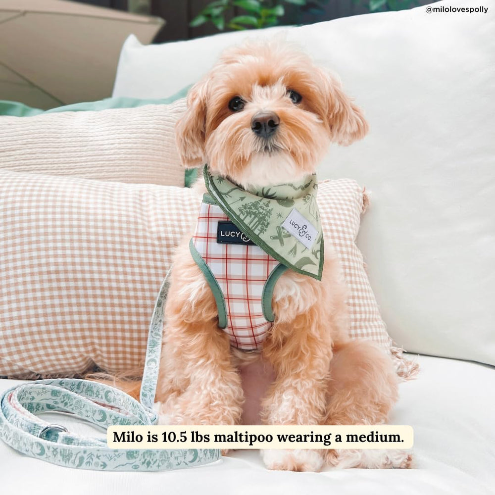 Lucy & Co adjustable straps on dog, fits XS to XL for flexible sizing.