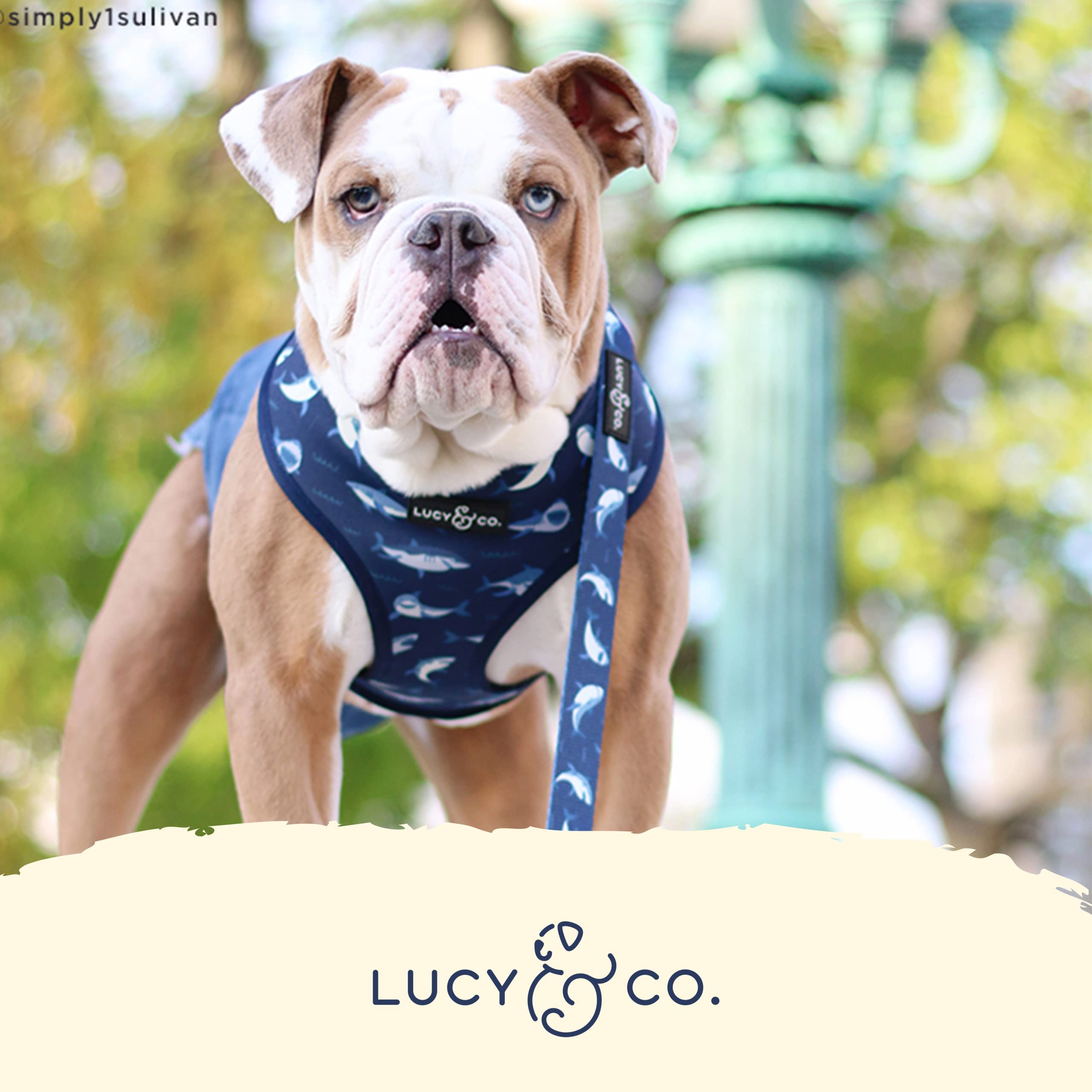 Lucy & Co dog harness XL fit model walking, demonstrates adjustable sizing for large dogs.