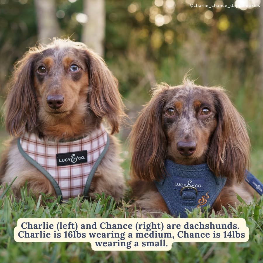 Lucy & Co harness in everyday walk, lightweight yet secure fit.