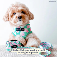 Lucy & Co Just Chill adjustable straps ensure a secure fit across growing dogs.