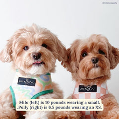 Lucy & Co Just Chill harness in action during a neighborhood walk.