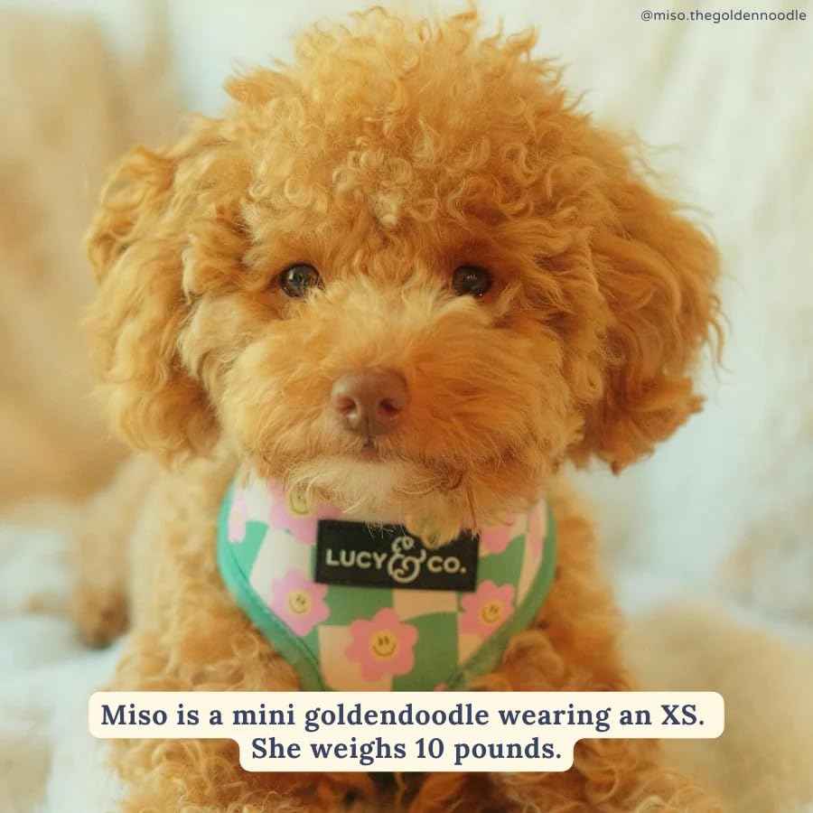 Lucy & Co Just Chill size range XS to XL for versatile dogs.