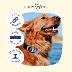 Lucy & Co. Set Sail on a dog showing stylish everyday adventures.