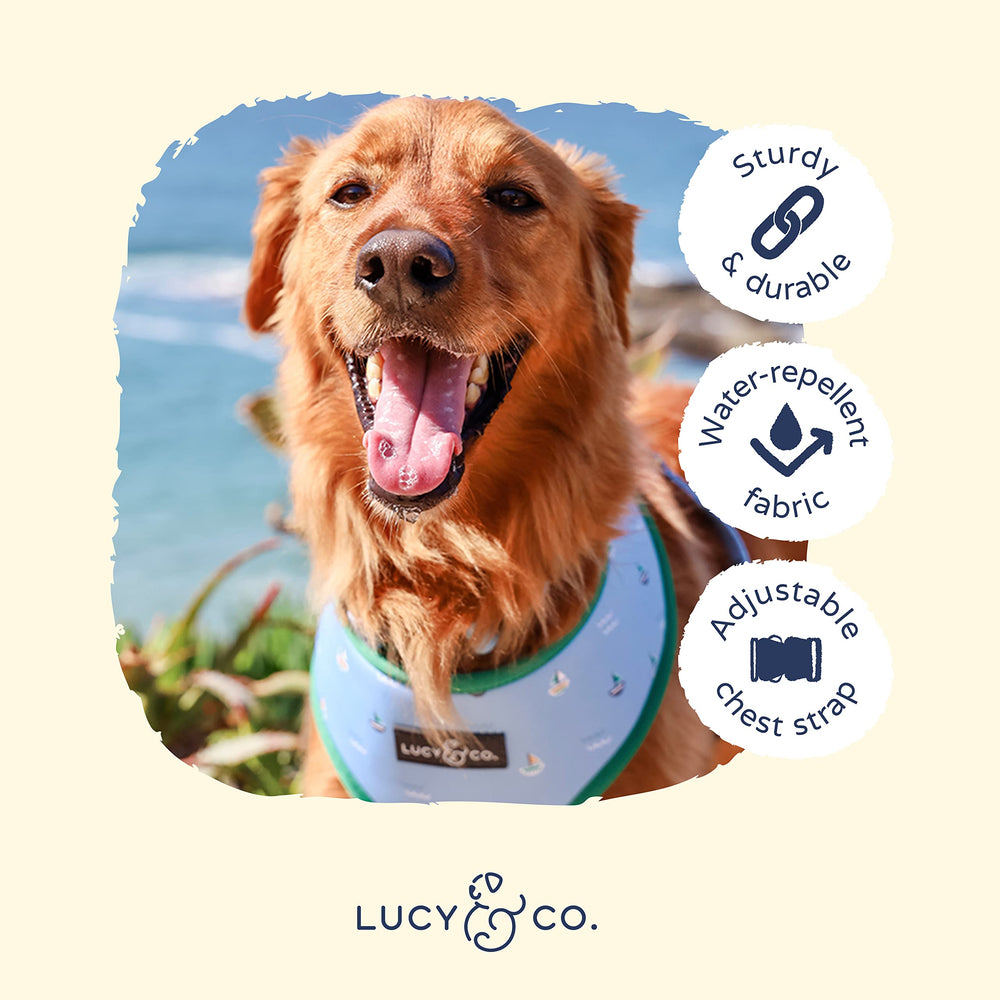 Lucy & Co walking halter on dog during outdoor walk demonstrates no-choke design.