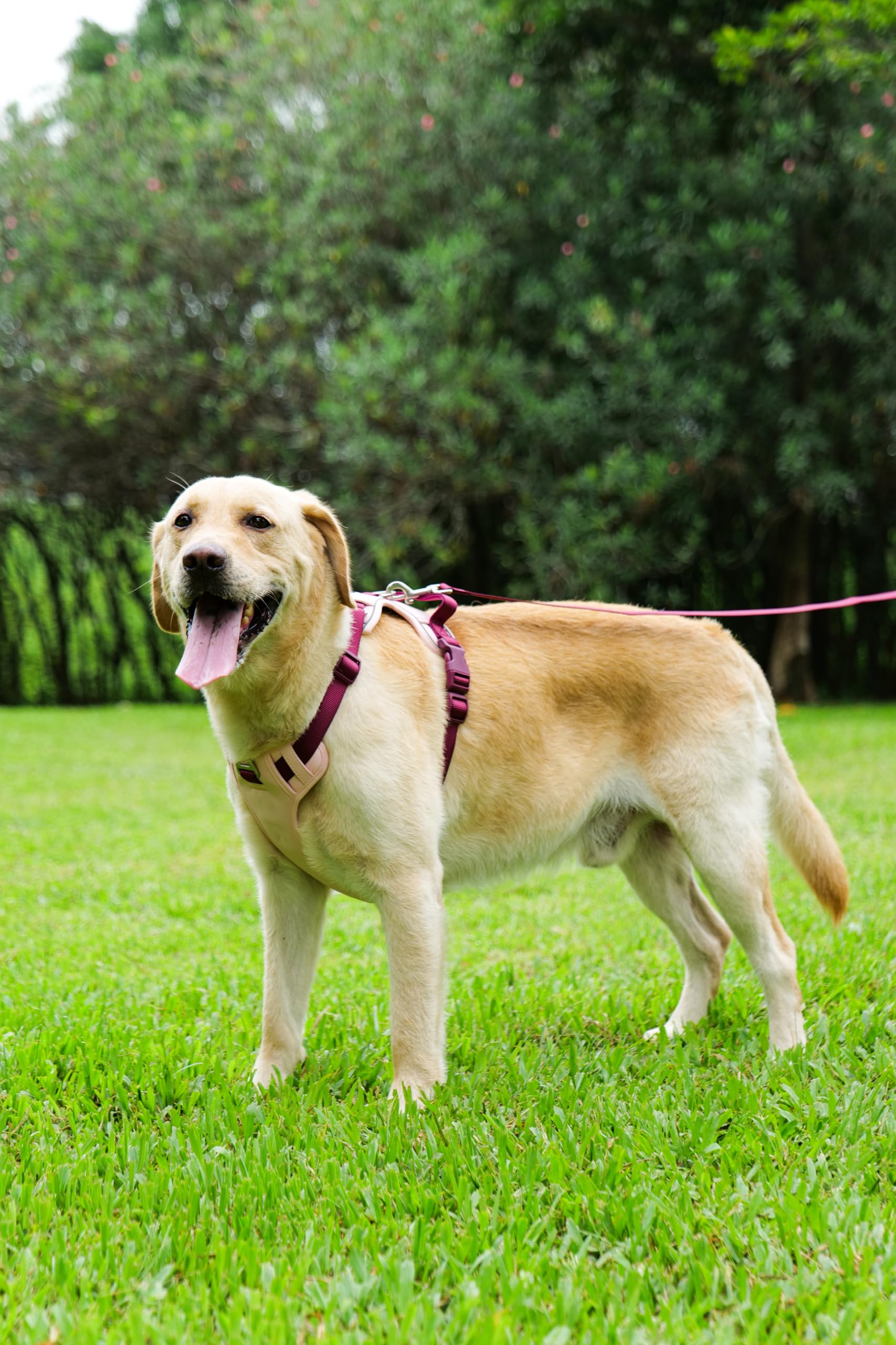 LULUPET two-alloy-rings no-pull design for smoother walks
