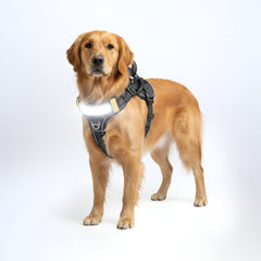 Lumi One LED dog harness illuminated vest enhances night visibility for safer evening walks.