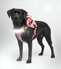 Lumi One LED dog harness pink large on dog boosts night visibility for safer walks.
