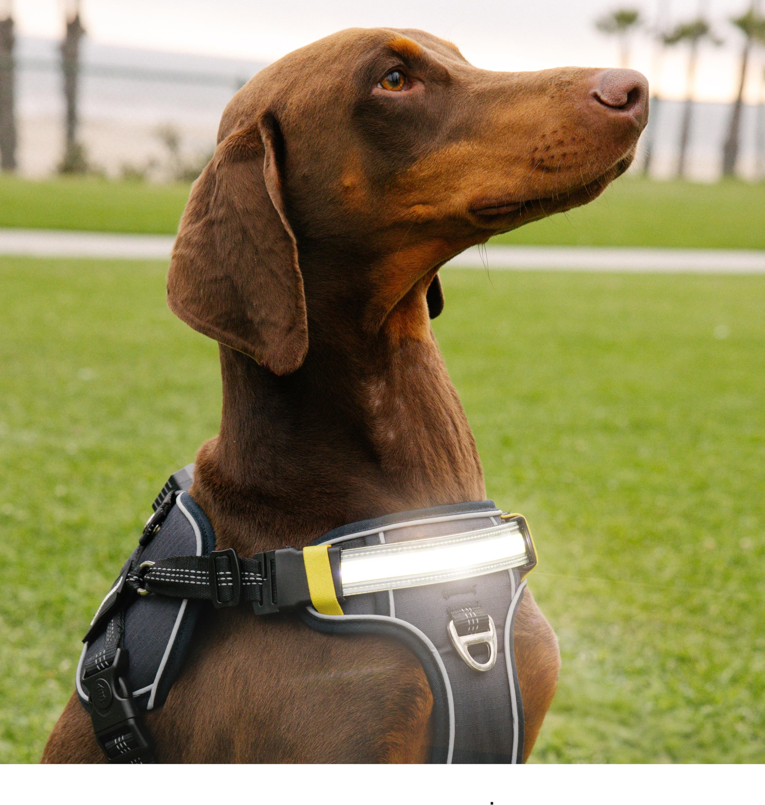 Lumi One night-walk visibility gear helps keep dogs seen in low-light conditions.