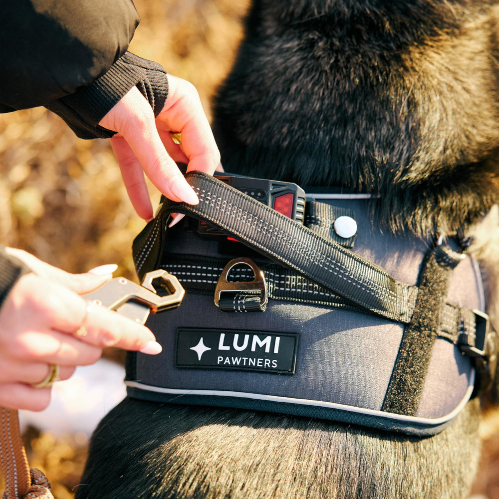 Lumi Pawtners Lumi One harness with adjustable fit for a snug, customizable feel.