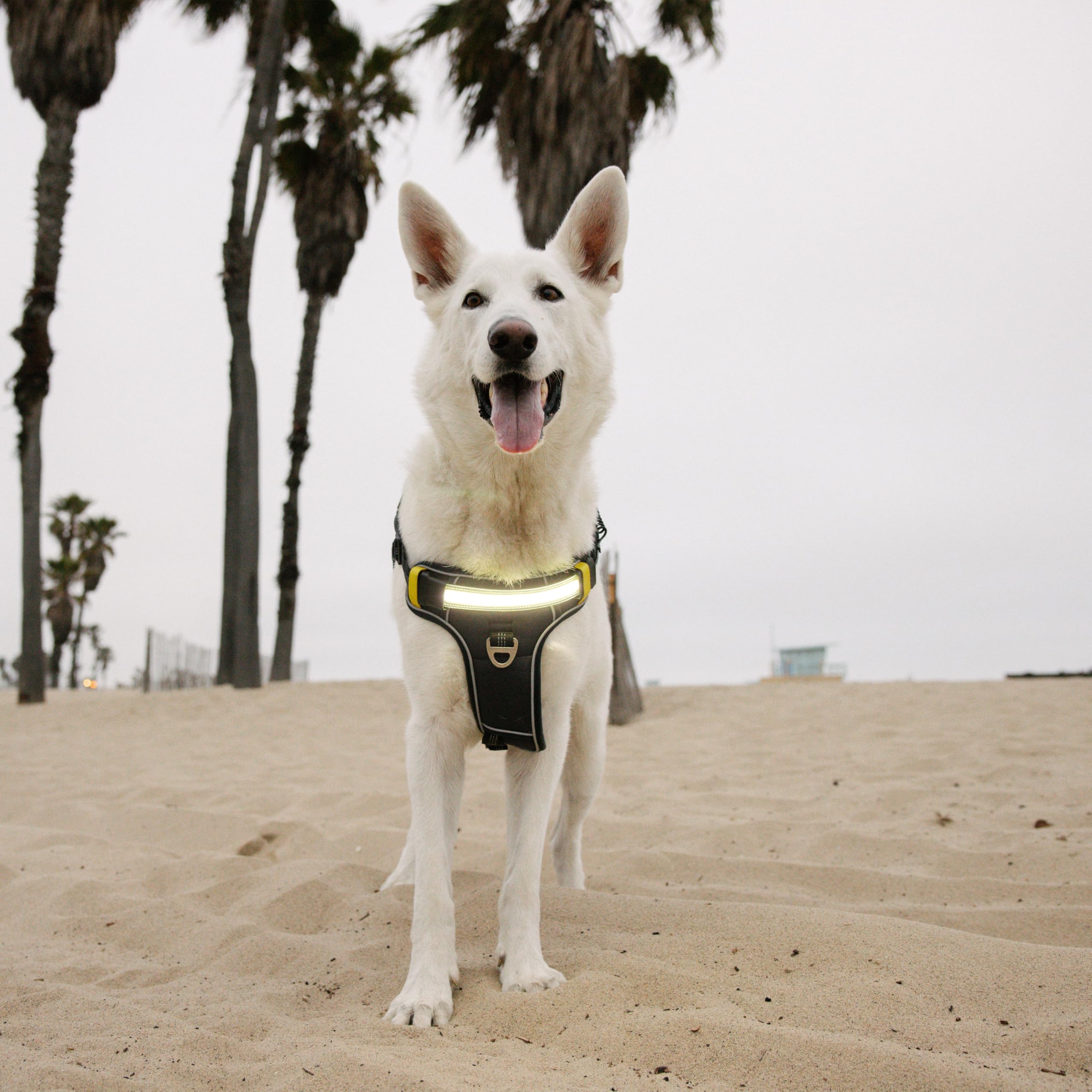 Lumi Pawtners Lumi One harness highlights reflective trim for low-light safety.