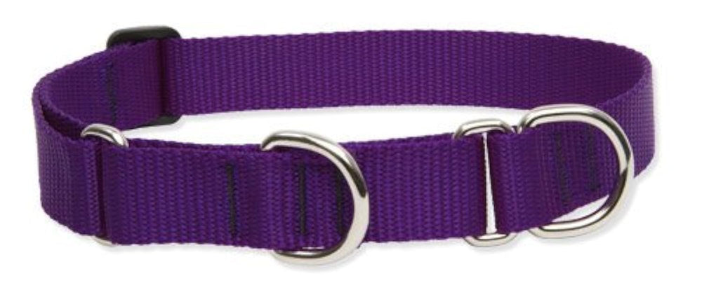 LupinePet Basics 1in purple martingale collar on a large dog for secure walking.