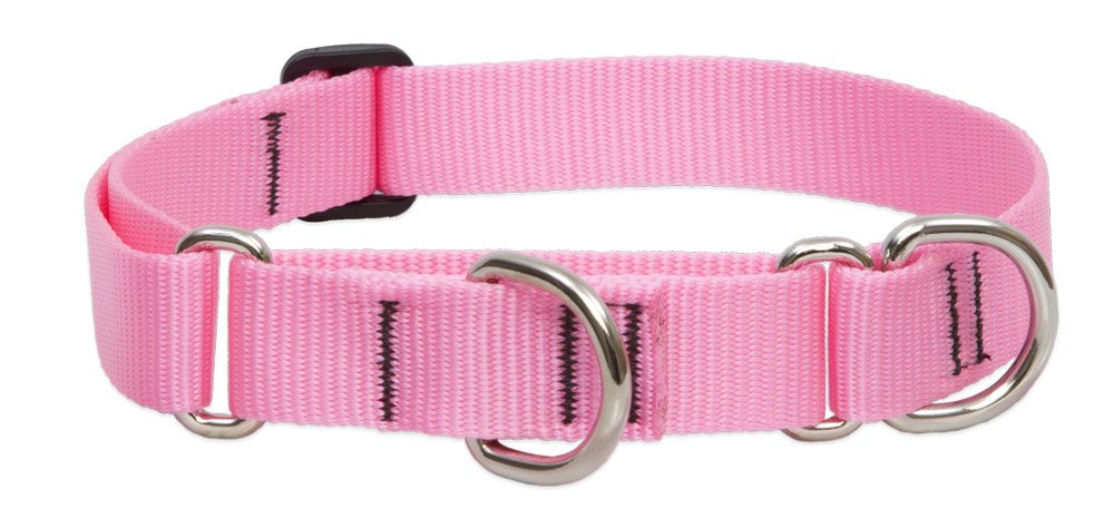 LupinePet Basics pink 1in martingale collar on a dog for secure walks