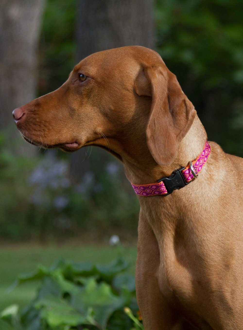 LupinePet Originals Alpen Glow on dog demonstrates adjustable 13–22 inch fit