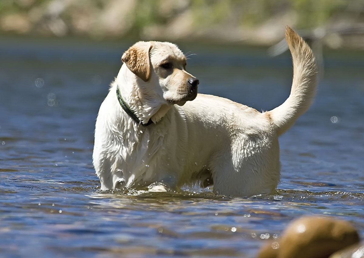 LupinePet Originals Brook Trout collar on dog demonstrates comfortable fit and easy-clean care