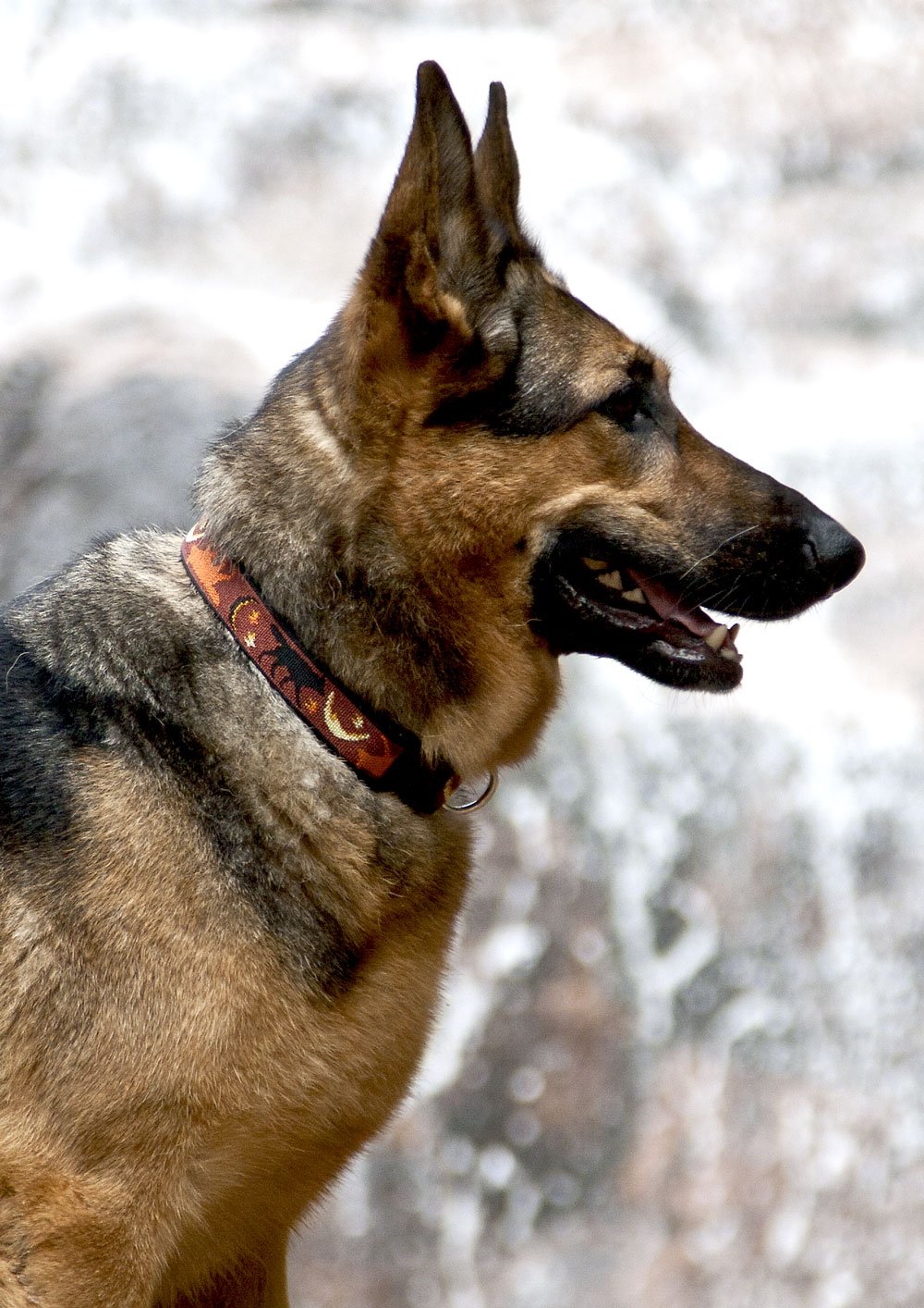 LupinePet Originals Shadow Hunter collar close-up shows welded D-ring and strong stitching